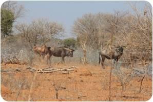 Golden Split Wildebeest Cows