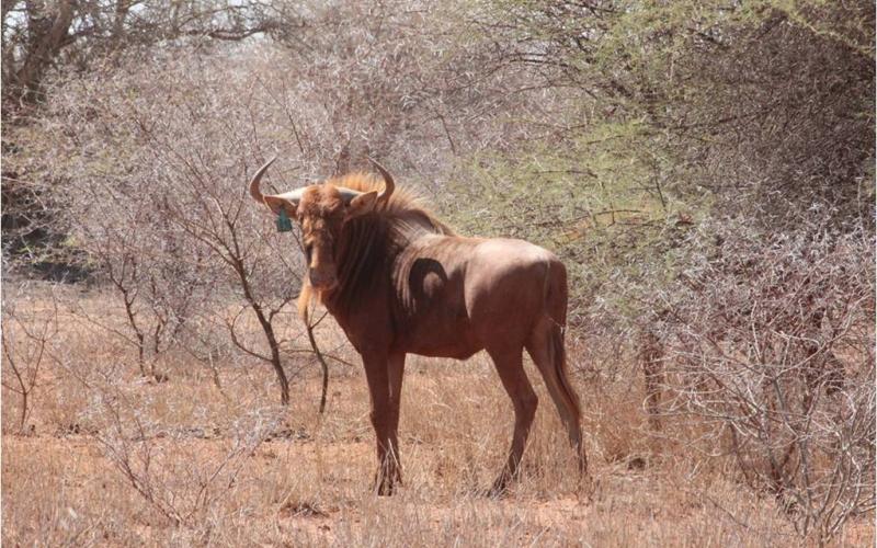 Golden King Wildebeest Bull