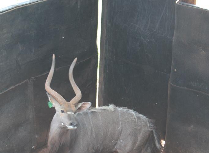 Nyala Bul..