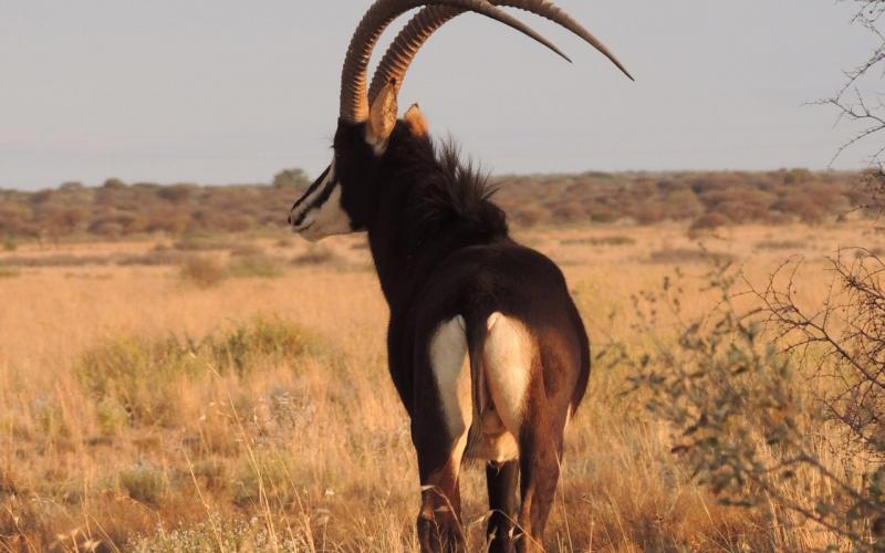 Matetsi Sable Bull
