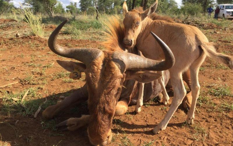 Goue Wildebees Bul Geel 3