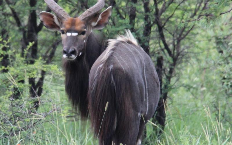 Nyala Bulle Pakkie