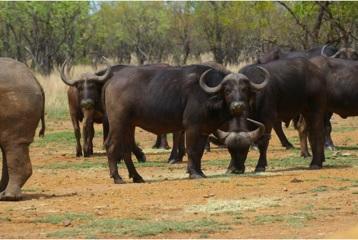 Kruger Buffel Koei.