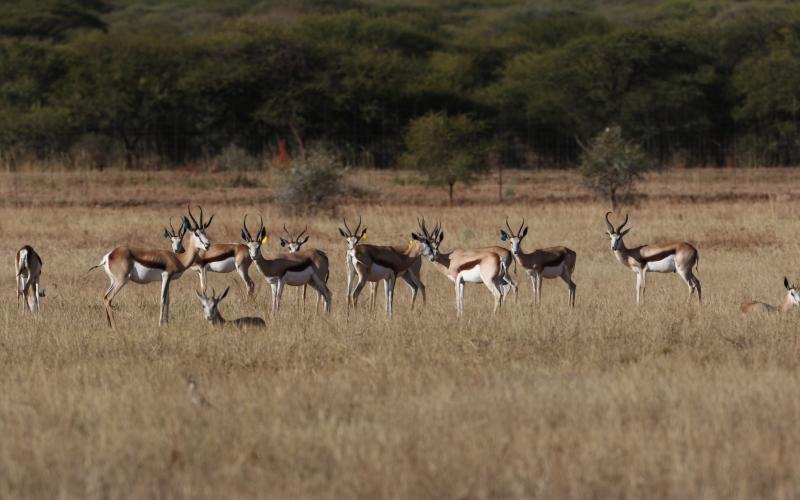 Hartwater Springbokke..
