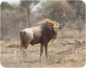 Blue-Wildebeest-Cows