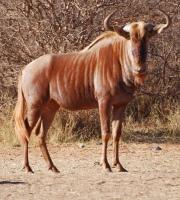 Goue Wildebeeste Verskeidenheid