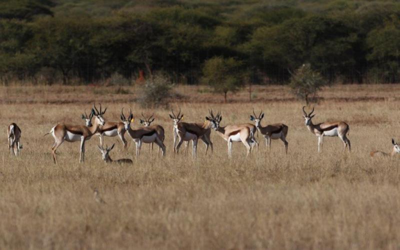 Hartwater Springbokke.
