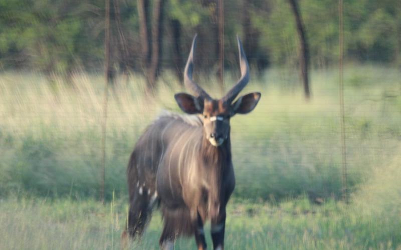 Nyala Bulle Pakkie