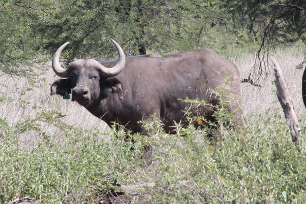 Buffel Bulle Pakkie 2