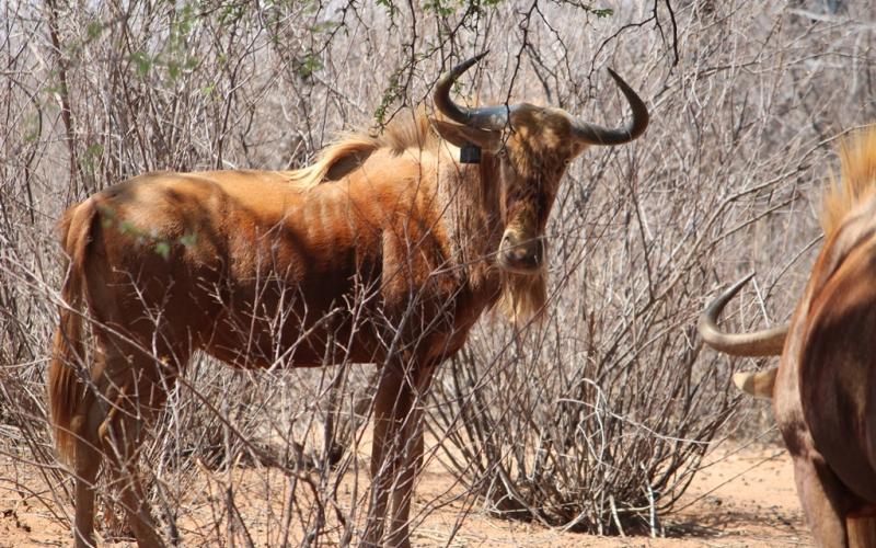 Golden Wildebeest-Bull