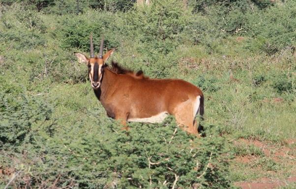 Kruis Zambiese Sable Bulletjies Pakkie 2
