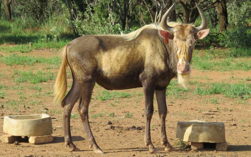 Konings Wildebees Bul