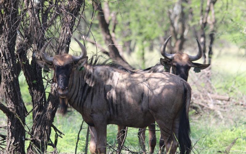 Split Konings Wildebees Bulle Pakkie