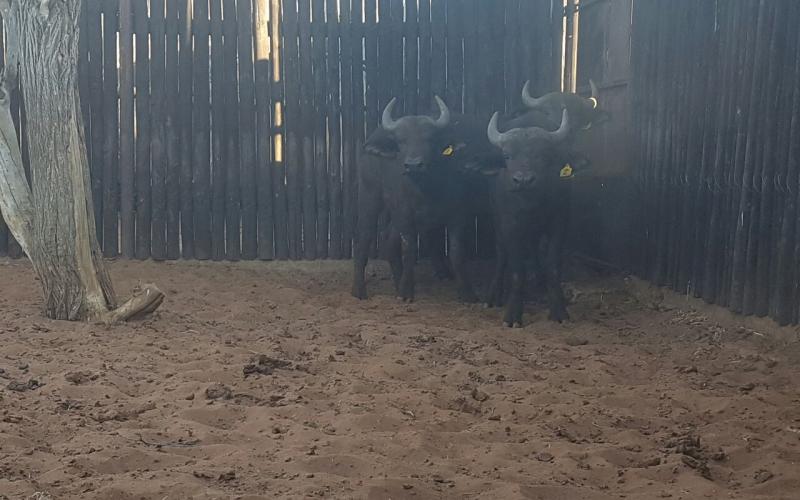 East African/Addo Buffalo Heifers