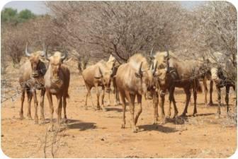 Golden Wildebeest  Bulls.