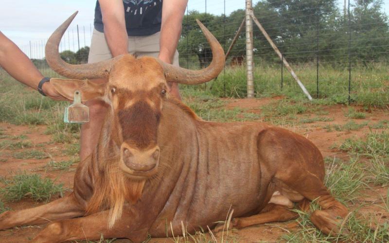 Goue Wildebees Bulle-.