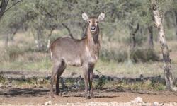 Example_of_Waterbuck_Cows_(2)_(2).jpg
