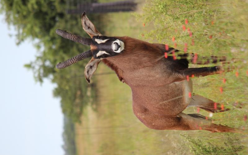 Roan Teelbul