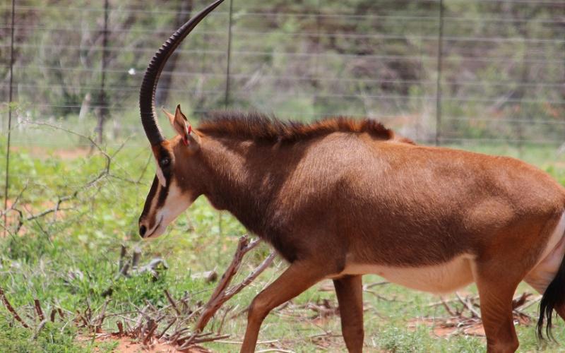 Kruis Zambiese Sable Koeie.