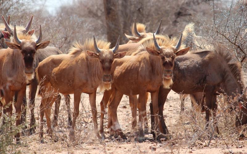 Split Goue Wildebees Pakkies