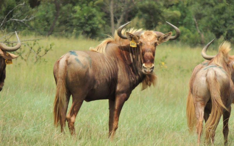 Goue Wildebees Bul