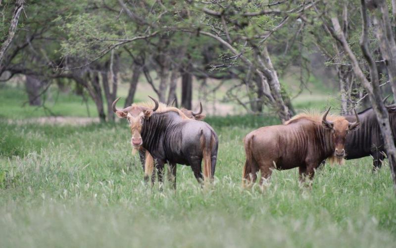 Goue Wildebees Vers.