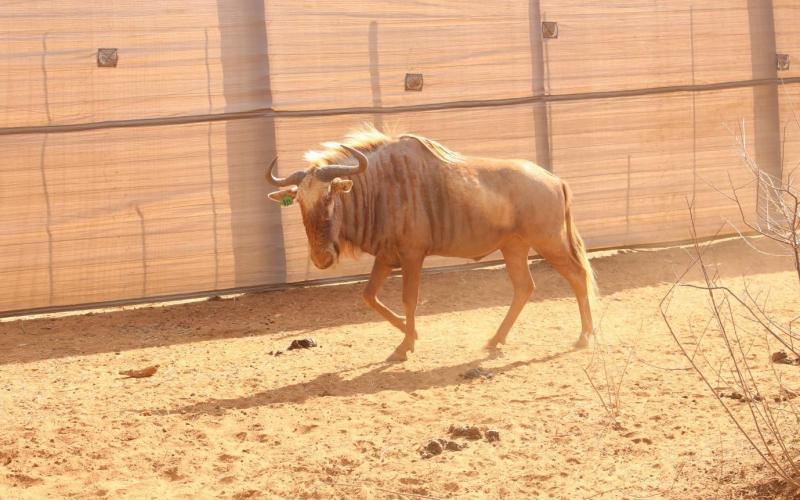 Kings Golden Wildebeest Bull