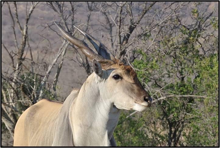 Livingstone Eland Bulle