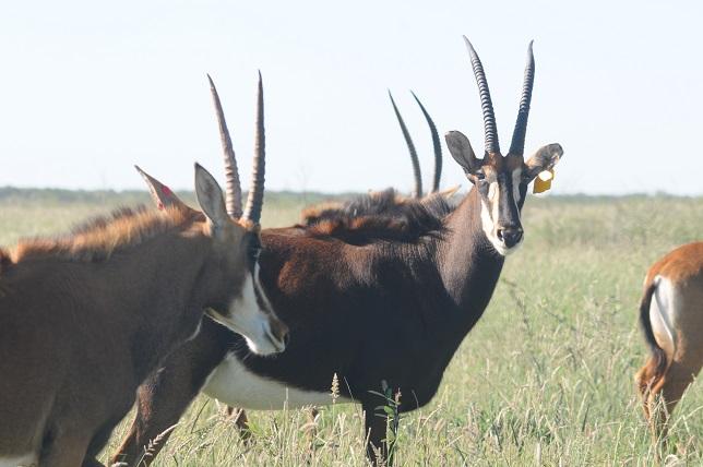 3 x Kruis Zambiese Koeie