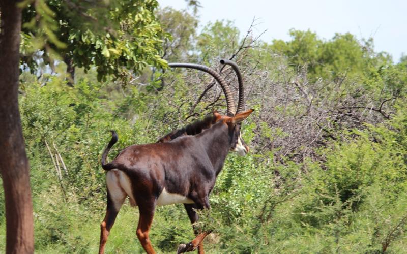 Kruis Zambiese Sable Jagbulle