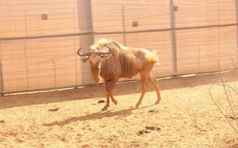 Kings Golden Wildebeest Bull