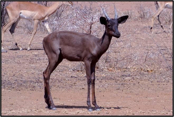 Swart Rooibokke