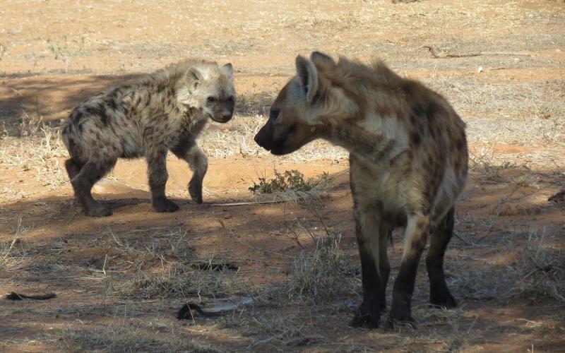 Spotted Hyena Welpies