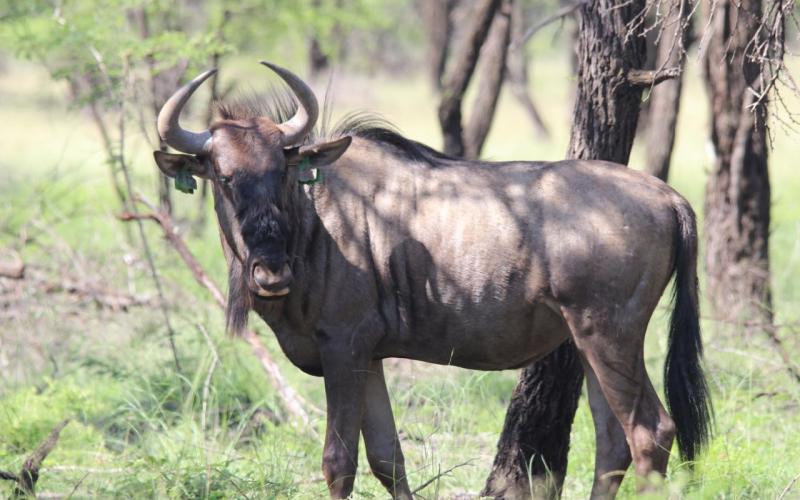 Split Konings Wildebees Bulle Pakkie