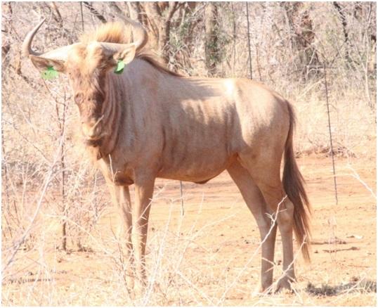 Goue Wildebees Bul B021