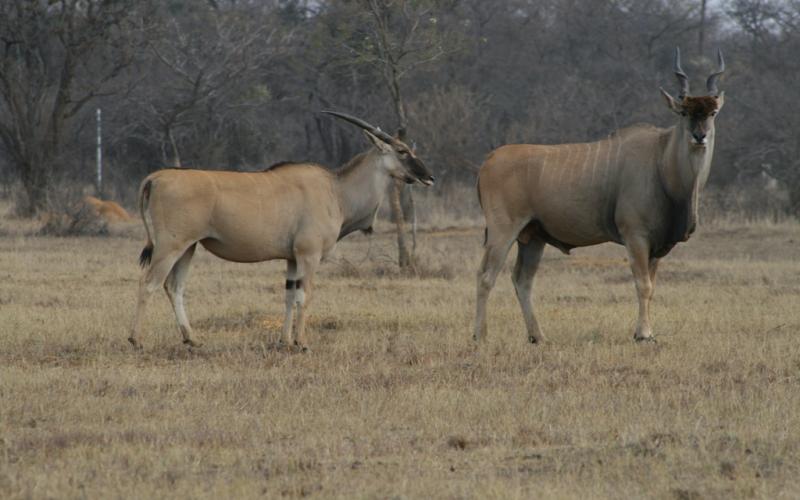 Livingstone Eland Breeding Herd