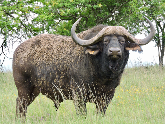 Madikwe/Oos Afrika Buffel Bul.