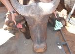 Oos Afrika Buffel Bul Pakkie
