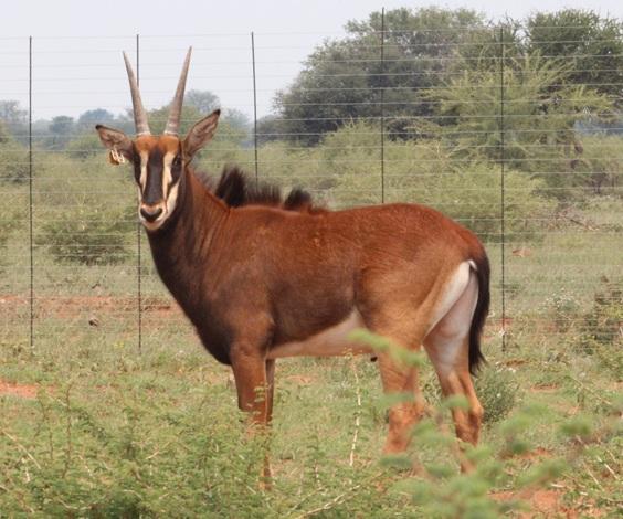 Kruis Zambiese Sable Bulletjies Pakkie 1