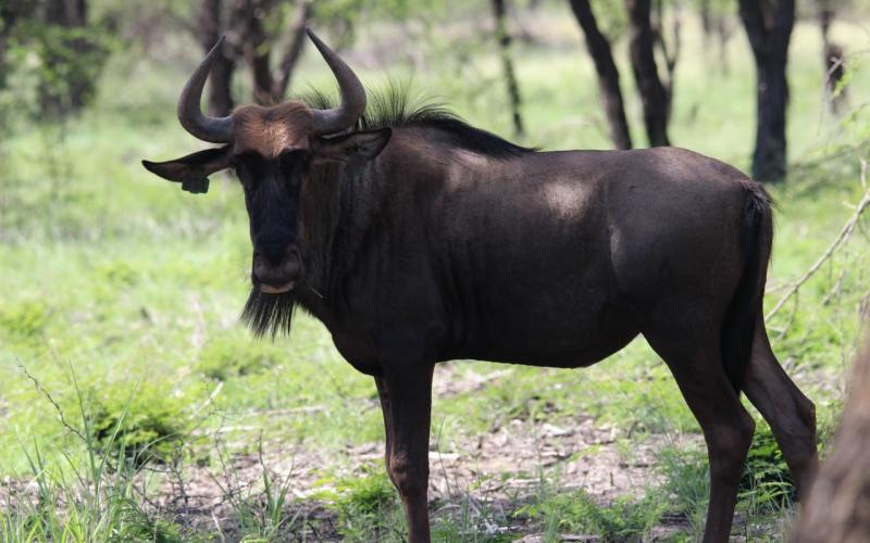 Split Konings Wildebees Bulle Pakkie