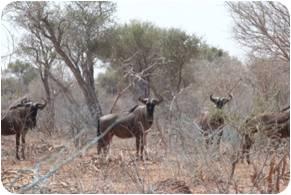 Blue-Wildebeest-Cows