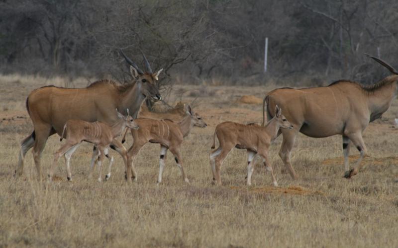 Livingstone Eland Breeding Herd