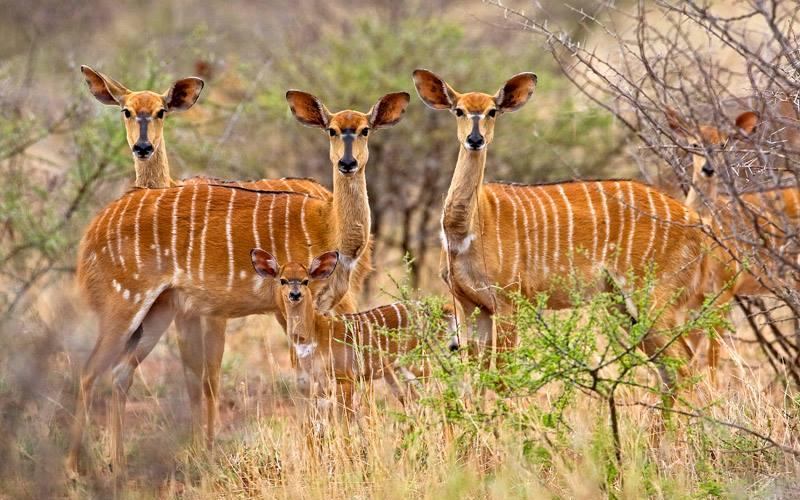 Nyala Ooie.