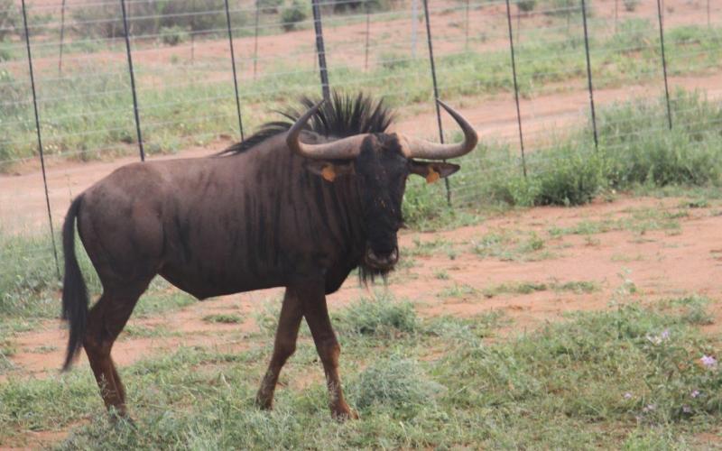 Split Goue Wildebees Bul