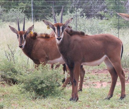 Kruis Zambiese Sable Bulletjies Pakkie 4
