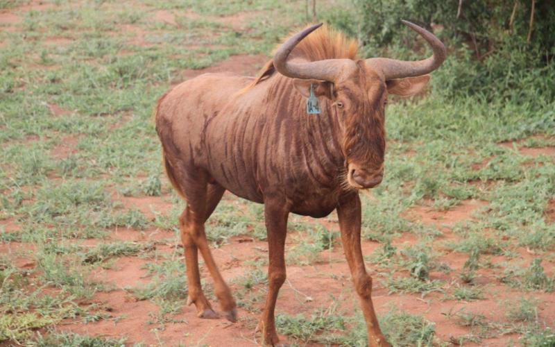 Goue Wildebees Bulle-.