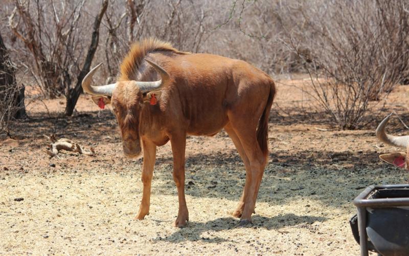 Golden - Wildebeest - Bull