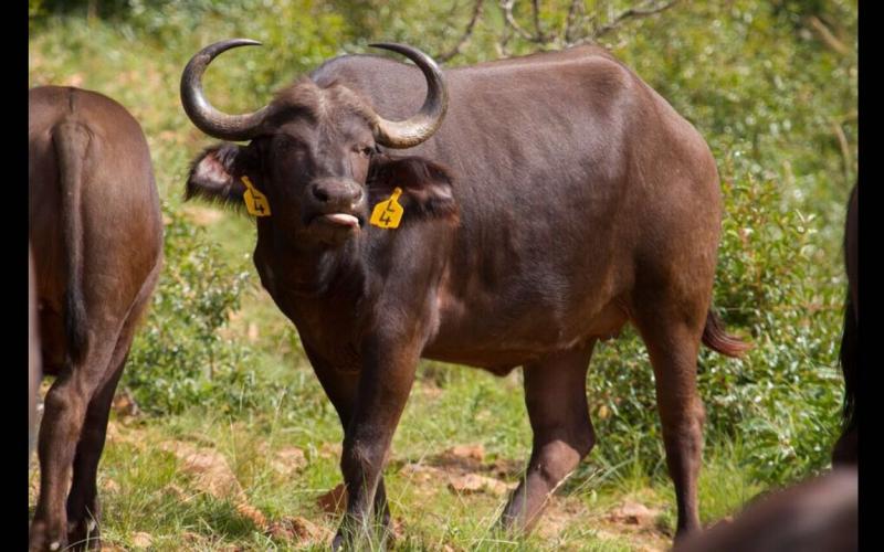 Kruger Buffels Vroulik