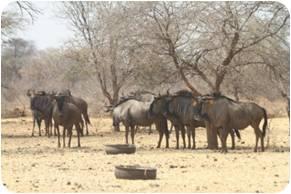 Golden Wildebeest Split Cows.