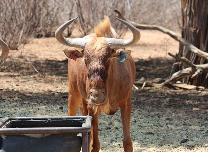 Golden-Wildebeest Bul